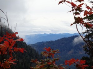 Lingering fall foliage