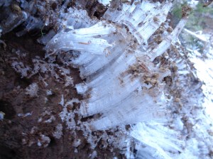 Frost crystals