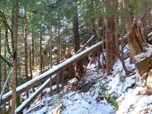 Fallen trees criss-crossing over the trail