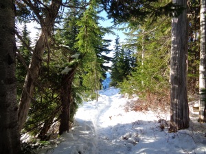 Trail along a ridge through some trees