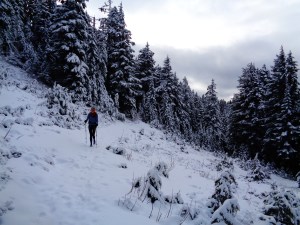Trail starting to flatten out