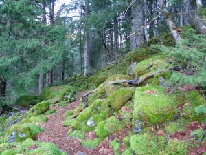 This much green, even in January!