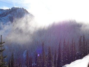 Sun streaming through trees and fog