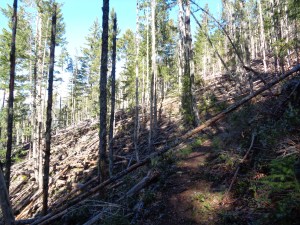 Could be a summer trail