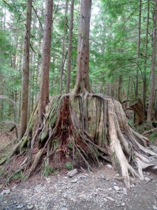 Enormous tree stump! Over 6ft tall