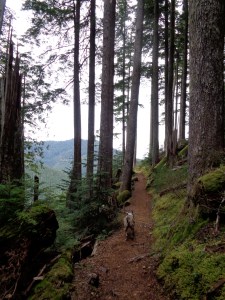 The pleasant forest trail (taken on the way back)