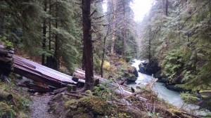 Blow down on the trail