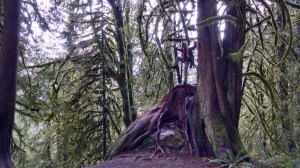 Jonathan on a huge old tree stump