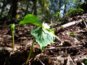 Trillium blooming
