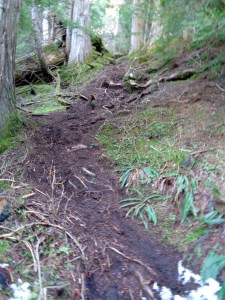 Steep rooty section