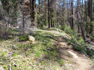 Glacier lillies in bloom