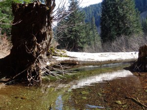 Tree over a quiet section of river