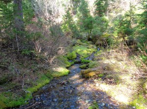 Mossy creek bed