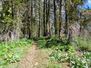 Wildflowers along the trail