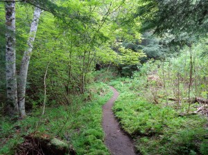 Narrow, windy lower trail
