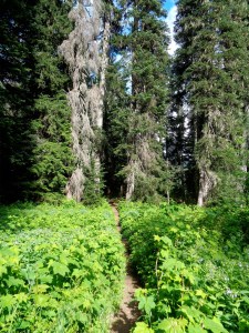 Section of the Rachel Lake trail
