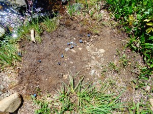 Bonus pic: Butterfly patch!