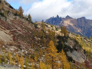 Flat, well groomed PCT