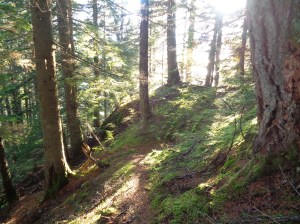 The best time of day for the woods